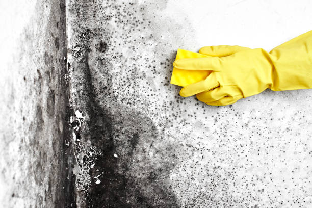 Best Crawl Space Mold Removal  in St Augusta, MN