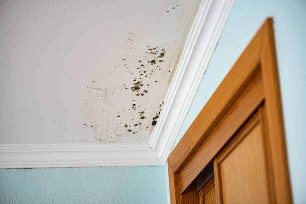 Best Professional Mold Removal  in St Augusta, MN