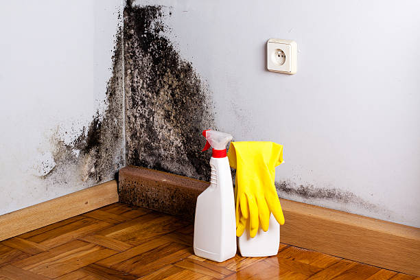 Best Commercial Mold Removal  in St Augusta, MN