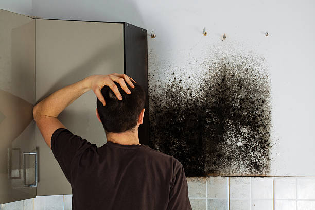 Best Water Damage Restoration  in St Augusta, MN