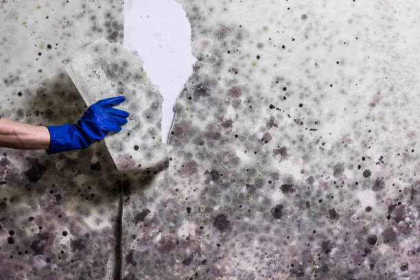 Best Mold Cleaning Services  in St Augusta, MN