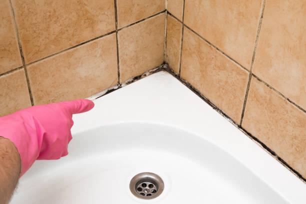 Best Residential Mold Removal  in St Augusta, MN